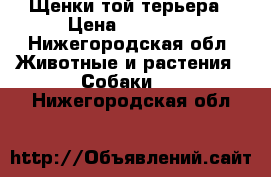 Щенки той терьера › Цена ­ 15 000 - Нижегородская обл. Животные и растения » Собаки   . Нижегородская обл.